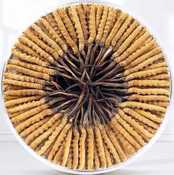 八所镇冬虫夏草回收